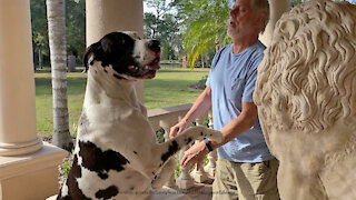 Great Dane Greeters Are Too Excited To Deliver The Newspaper