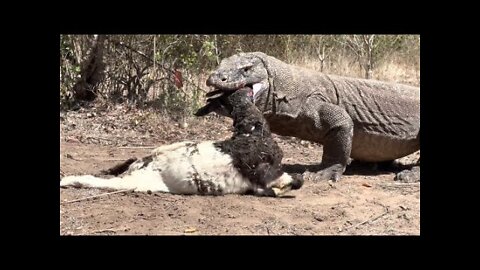 HORRIFIC Moments of Komodo Dragons Eating their Prey