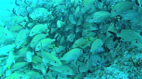 Scuba diver swims through beautiful school of fish in Belize