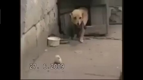 Mama Dog Keeping A Close Eye On Her Baby Chick