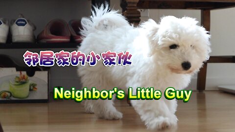 My Samoyed and the little guy from the neighbor's house\我家的薩摩耶和鄰居家的小傢伙