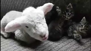 Ett lamm och kattungar har blivit kompisar