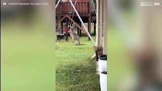 Canguru bebé brinca com baloiço