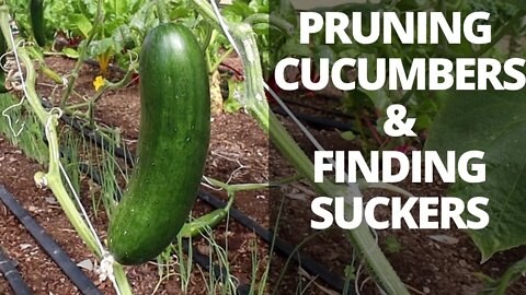How to Prune Cucumber Plants on Trellis & Identify Suckers