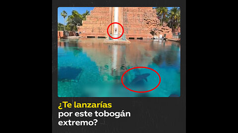 ¿Te meterías en la piscina de este resort llena de tiburones?