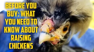 Before Buying Chickens: What You Need To Know