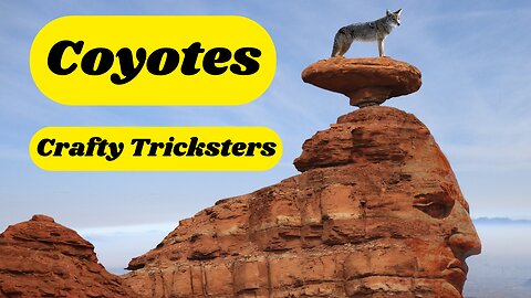 Coyotes: Crafty Tricksters