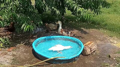 Clean Duck Pond | Ok let's Dirty it up | Must Watch #rouendrake #pekinhen #nature #ducks #happyduck
