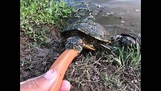 Wild Turtle Gets Hand Fed Tasty Hot Dog