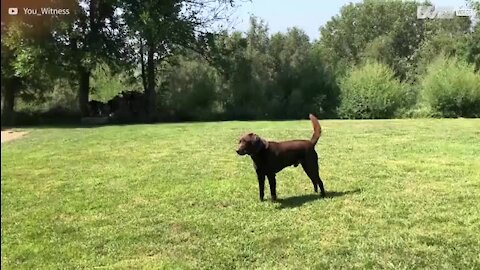 Dono regressa após um ano e cão não consegue esconder a felicidade!
