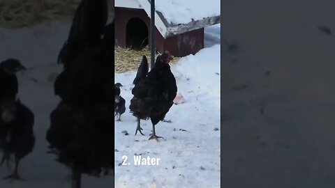 Chickens in the winter, what do they really need? part 2. WATER!