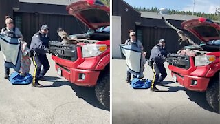 Mounties work together to free hawk trapped behind truck's grill