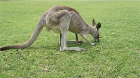Des kangourous envahissent un stade de football en plein match