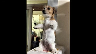 Jack Russell performs incredibly adorable trick