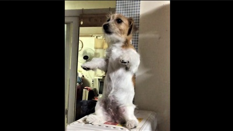 Jack Russell performs incredibly adorable trick