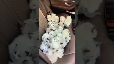 cute little kittens inside the Car seat