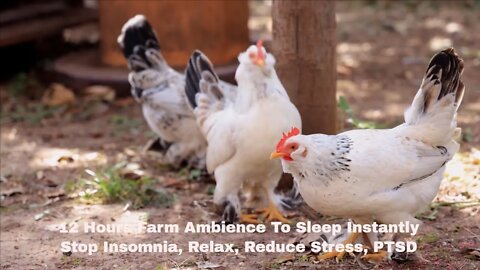 12 Hours Farm Ambience To Sleep Instantly, Stop Insomnia, Relax, Reduce Stress, PTSD