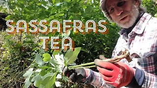 BENEFITS of Sassafras Tea!