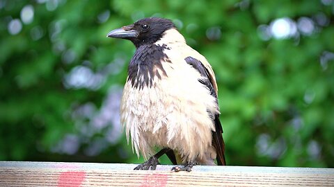 Hooded Crow: "This Park Bench is Mine Human, Find Your Own"