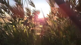 Slow Motion Grass Blowing in the Wind