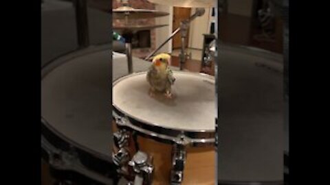 My Cockatiel’s First Drum Lesson #cockatiel #drum
