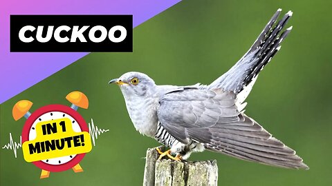 Cuckoo - In 1 Minute! 🕊 One Of The Worst Animal Mothers In The Wild | 1 Minute Animals