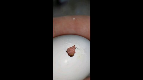 An egg hatching