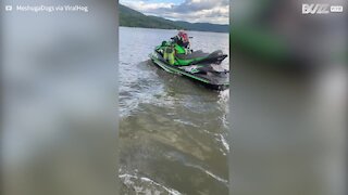 Pug pilota jet ski com muito estilo