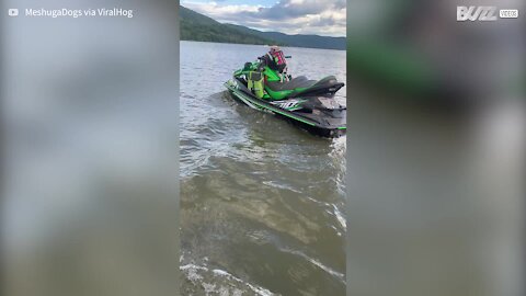 Pug pilota jet ski com muito estilo