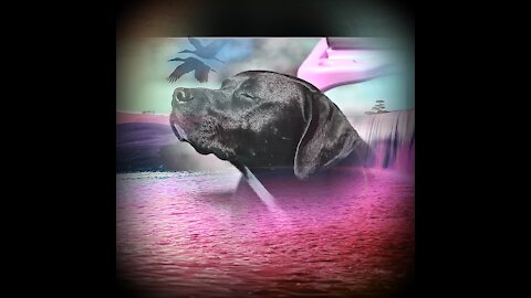 BLACK DOG PHOTOGRAPHY ART 2