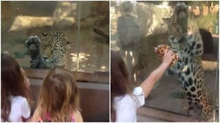 Jaguar brinca com criança nos EUA