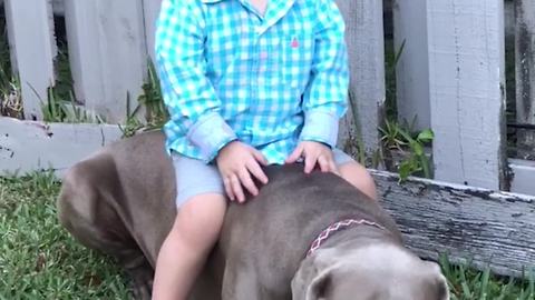 Tot Boy Gets Bucked Off Dog’s Back