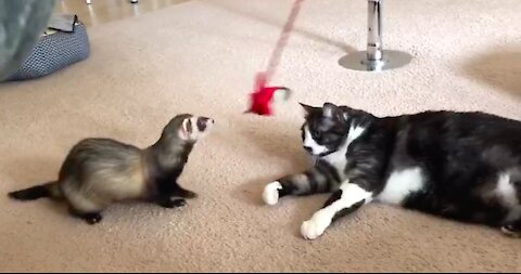 Ferret and cat scrapping over a bird toy