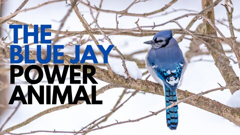 Blue Jay Power Animal