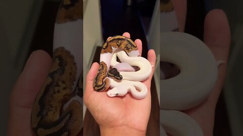 The Absolute Cutest Baby Snakes! 🤩🐍