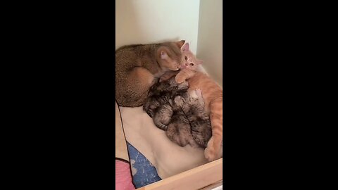 catlove family