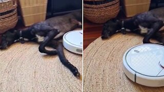 Lazy greyhound refuses to budge for robot vacuum