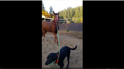 Dog leads horse around by pulling on rope