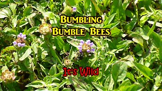 Bumbling Bumble Bees