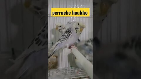 perruche houkko