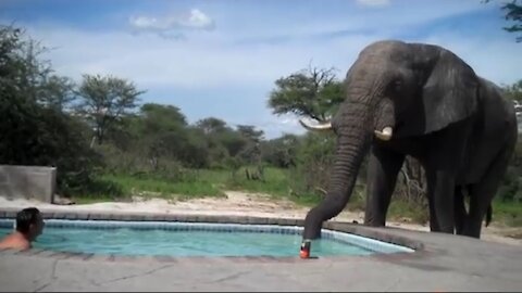 Elephant crashes the pool When Peoples Swimming