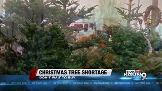 Christmas tree shortage seen nationwide
