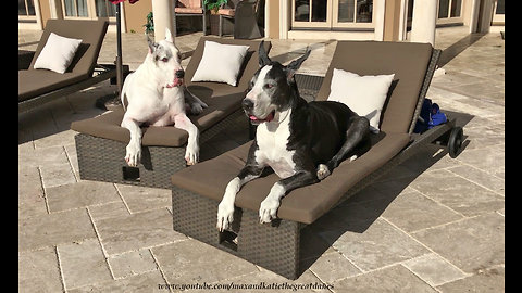 Happy Senior Great Dane Relax on Patio Loungers