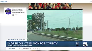 Horse on I-75 in Monroe County