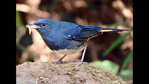 White-bellied Redstart bird video