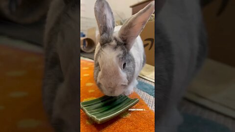 Bunny’s 1st time eating Pineapple 🍍 #rabbit #asmr #bunny #cute