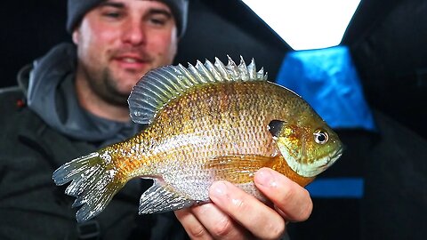 Fishing for BIG Bluegill on Brush Piles (Ice Fishing March)