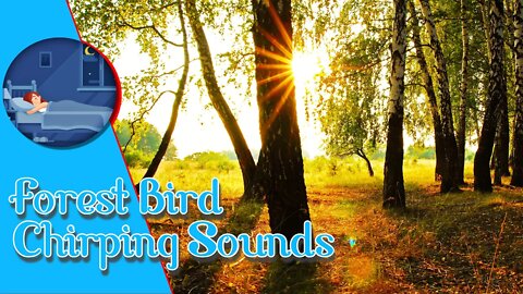 forest birds chirping nature sounds effects
