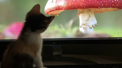 Kitten Chases Mouse On Computer Screen