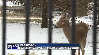 Concern about deer dying on Clarkston Road property
